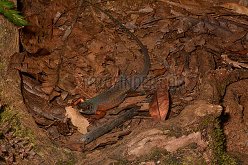 Southern Whiptail Skink on ground - Koghi New Caledonia