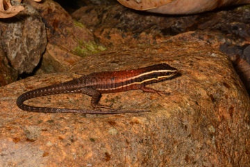 Southern Whiptail Skink on rock - Koghi New Caledonia