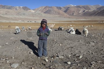 Boy playing  Surroundings of Korzok  Leh  Ladakh  Himalaya  India