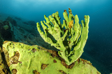 Endemic sponge (Lubomirskia baicalensis)  Lake Baikal  Siberia  Russia