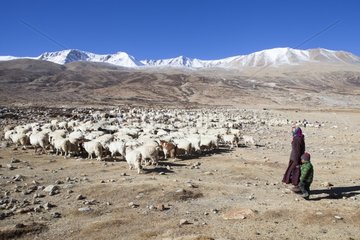 Boy with his grandmother and herd of goats Pashmina  Surroundings of Korzok  Leh  Ladakh  Himalaya  India