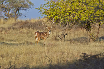 Axis deer in the savannah - Ranthambore India