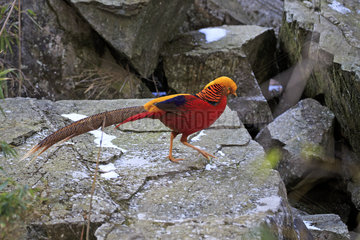 Golden pheasant or Chinese pheasant (Chrysolophus pictus)  Qinling Mountains  Shaanxi province  China