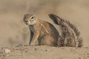 Cape Ground Squirrel (Xerus Inauris) curiosity  Kgalagadi  South Africa