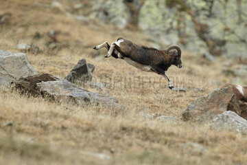 Mouflon jumping over rock - Mercantour Alpes France