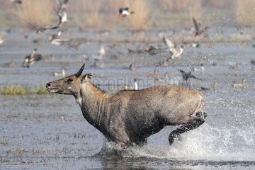 Nilgai (Boselaphus tragocamelus) running in a swamp  Keoladeo  India