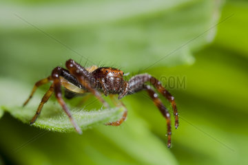 Crab spider on leaf - France