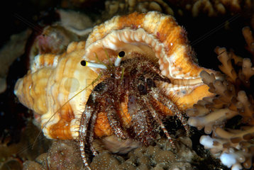 Reef Hermit crab - Cabilao Philippines