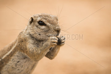 Portrait of South african ground squirrel (Xerus inauris) eating  Namibia