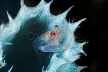 Commensal shrimp (Thaumastocaris streptopus) within the tube of a blue sponge  Moheli  Comores