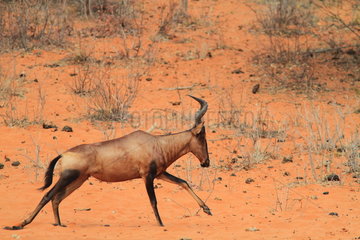 Hartebeest (Alcelaphus buselaphus) running  Southern Africa