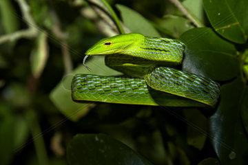 Oriental Vine snake (Ahaetulla prasina) in foliage  Bali  Indonesia
