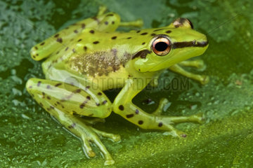 Speckled glass frog (Mantidactylus pulcher)  Madagascar