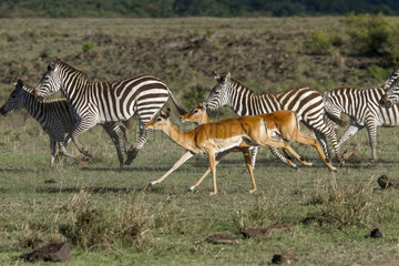 Grant's zebras and Impalas running - Maasai Mara Kenya