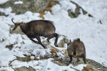 Alpine Chamois (Rupicapra rupicapra)  rutting period in November  Mercantour  Alpes  France