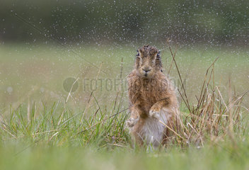 Brown Hare shaking itself after the rain at spring - GB