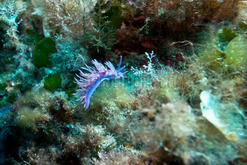 Pink Flabellina on reef - Corse France