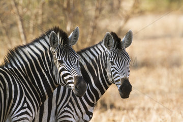 Burchell?s zebras (Equus burchellii)  Kruger National park  South Africa
