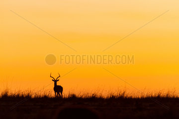 Impala male at sunrise in the savannah - Masai Mara Kenya