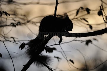 Silhouette of red squirrel resting on a branch - France