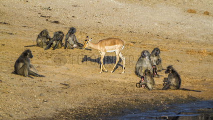 Chacma baboon (Papio ursinus) and Impala (Aepyceros melampus) on bank  Kruger National park  South Africa