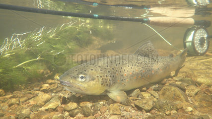 Brown trout (Salmo trutta fario) and fishing rod  Thur river  Thann  Alsace  France