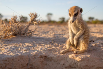 Meerkat sunning itself in the morning -Kalahari South Africa
