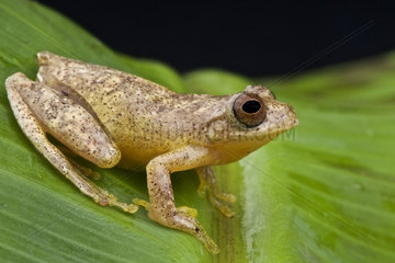 Lesser tree frog (Dendropsophus minutus)