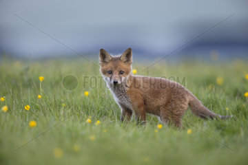Cub Red Fox standing in a meadow at spring - GB