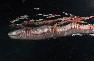 Bristle worm (Chloeia fusca)  Polychaeta  Fiji