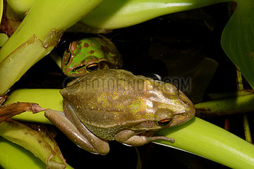 Green and Golden Bell frogs - New Caledonia