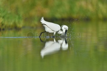 Little Egret catching a fish in a pond - Dombes France