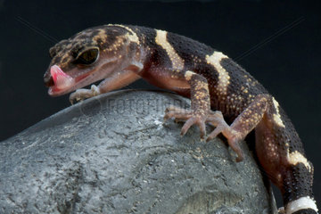 Kume cave gecko (Goniurosaurus yamashinae)  endemic to Kume island  Japan