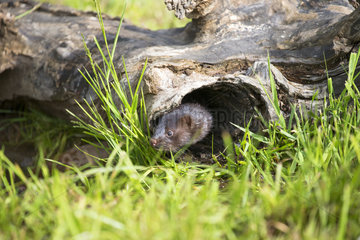 American mink in a hollow trunk - Minnesota USA