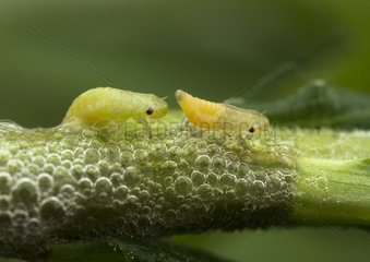 Meadow Froghopper larvae - France