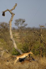 Impala (Aepyceros melampus) jumping  Kruger National Park  Mpumalanga  South Africa