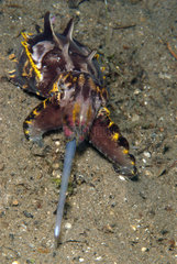 Flaboyant Cuttlefish - Negros Philippines