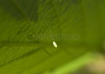 Egg Lacewing - France