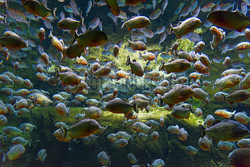National Aquarium Denmark Den Ba Planet - Copenhagen Denmark