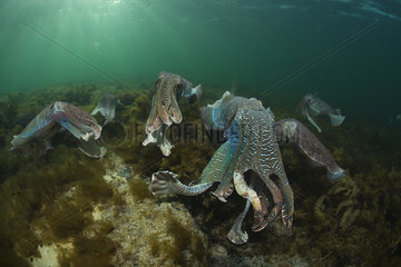 Giant Cuttlefish Sepia apama South Australia