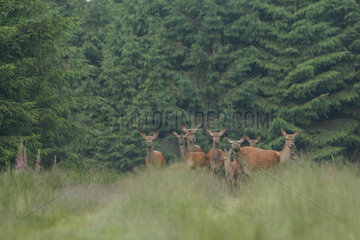 Red Deer (Cervus elpahus) hinds and fawns  Ardenne  Belgium