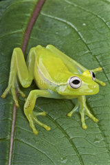 Fleischmann's glass frog (Hyalinobatrachium fleischmanni)  Colombia