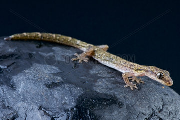 Salamander gecko (Matoatoa breviceps)  Madagascar