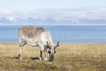 Svalbard Reindeer (Rangifer tarandus platyrhynchus) grazing in tundra  Alkhornet  Spitzbergen  Svalbard