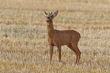 Roe deer (Capreolus capreolus) male in a harvested field  Normandy  France