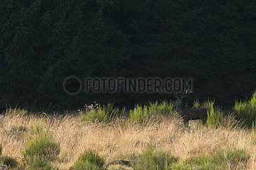 Red Deer (Cervus elaphus) in a clearing  France
