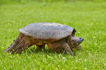 Snapping turtle walking in the grass - Minnesota USA