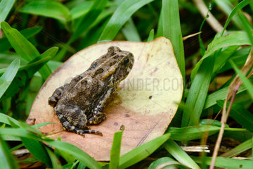 Mascarene Ridged Frog on leaf - Reunion Island