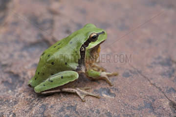 Stripeless Tree Frog (Hyla meridionalis)  Punctuated form of the High Atlas  Morocco