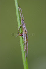 Spider tibellus oblongus capturing a Braconide - France